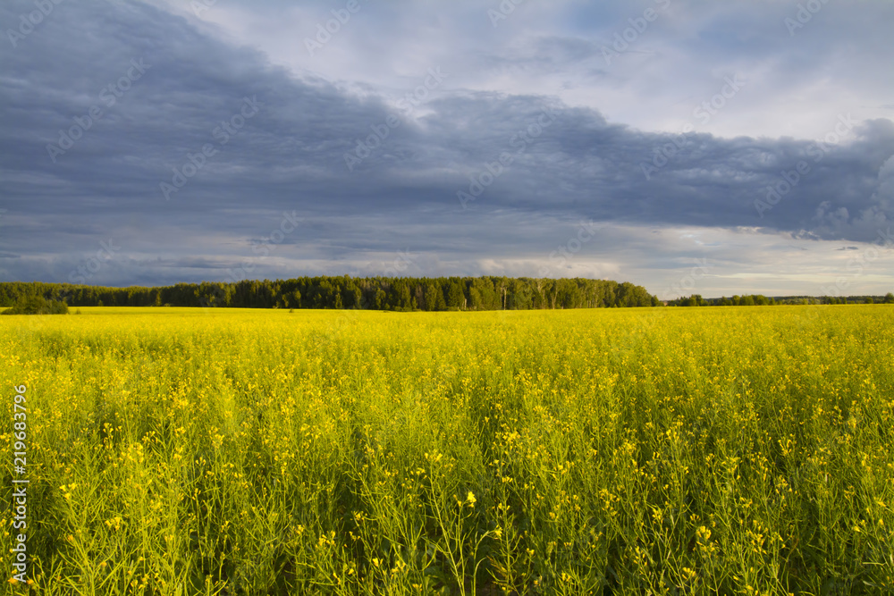 Fototapeta premium Yellow flowers grow on the field. 
