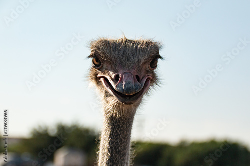 Ostrich Smile