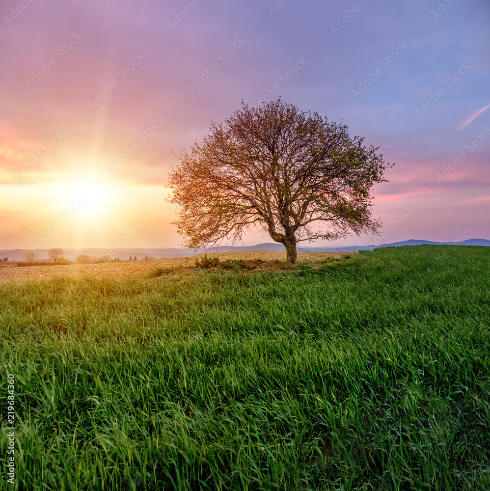 A lonely tree on a green hill during sunset. A beautiful sunset among the tuscany hills. Purple sky with clouds at sunset. Italy.