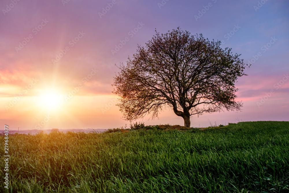 Fototapeta premium A lonely tree on a green hill during sunset. A beautiful sunset among the tuscany hills. Purple sky with clouds at sunset. Italy.
