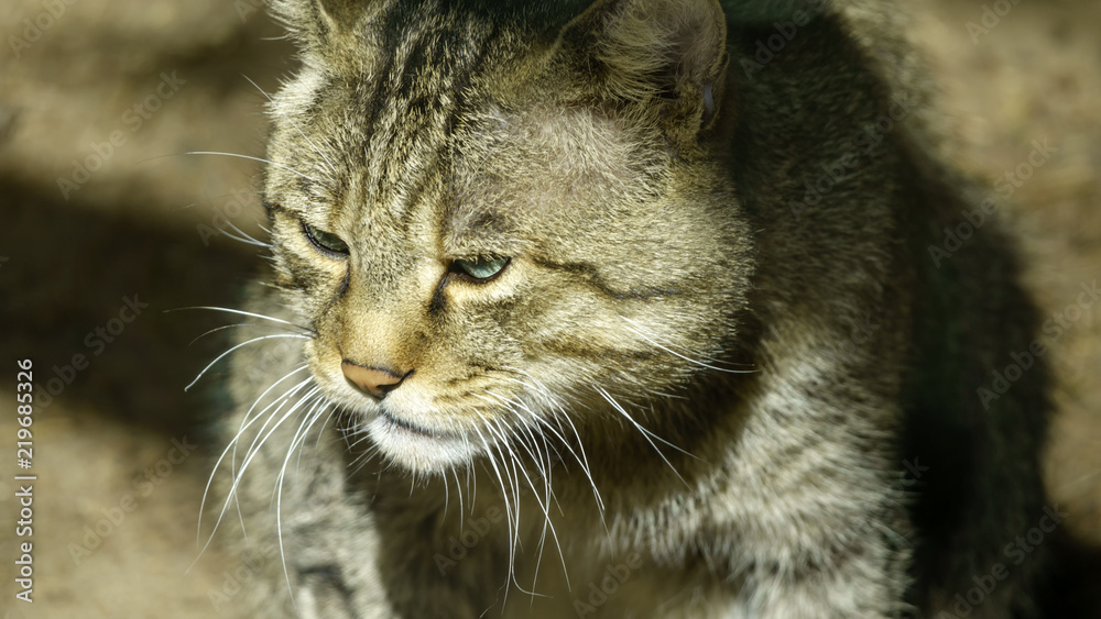 Wild forest Carpathian cat Wild forest Carpathian cat