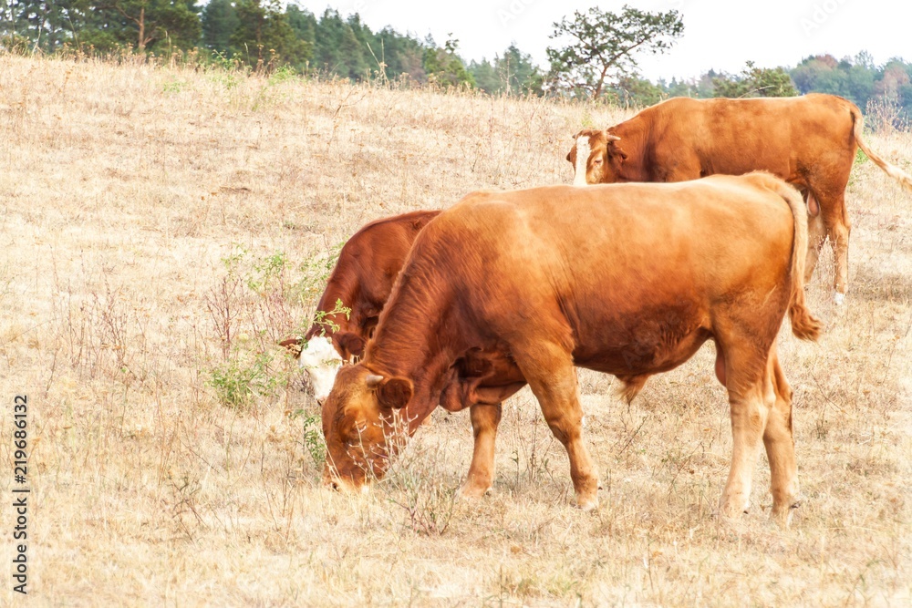 Cows on a dry meadow in the Czech Republic. Dry season. Hot summer day. Lack of food for cattle. Climate change. Cows on a dry meadow in the Czech Republic. Dry season. Hot summer day. Lack of food for cattle. Climate change.