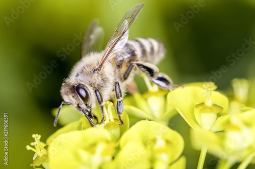 Canvastavla Bee with steppes spurge - Euphorbia seguieriana