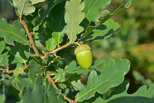 Green acorn on an oak branch