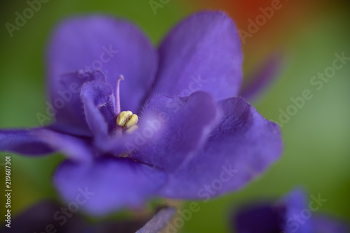 Obraz na płótnie Purple parma violet