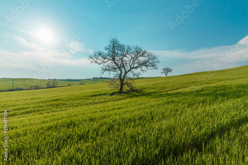 Lonely standing tree. The tree stands in the middle of the field. Two trees stand in the middle of a green field.