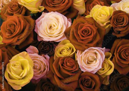 Different colors of roses 