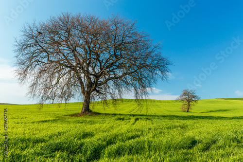 Lonely standing tree. The tree stands in the middle of the field. Two trees stand in the middle of a green field. Tuscany. Italy