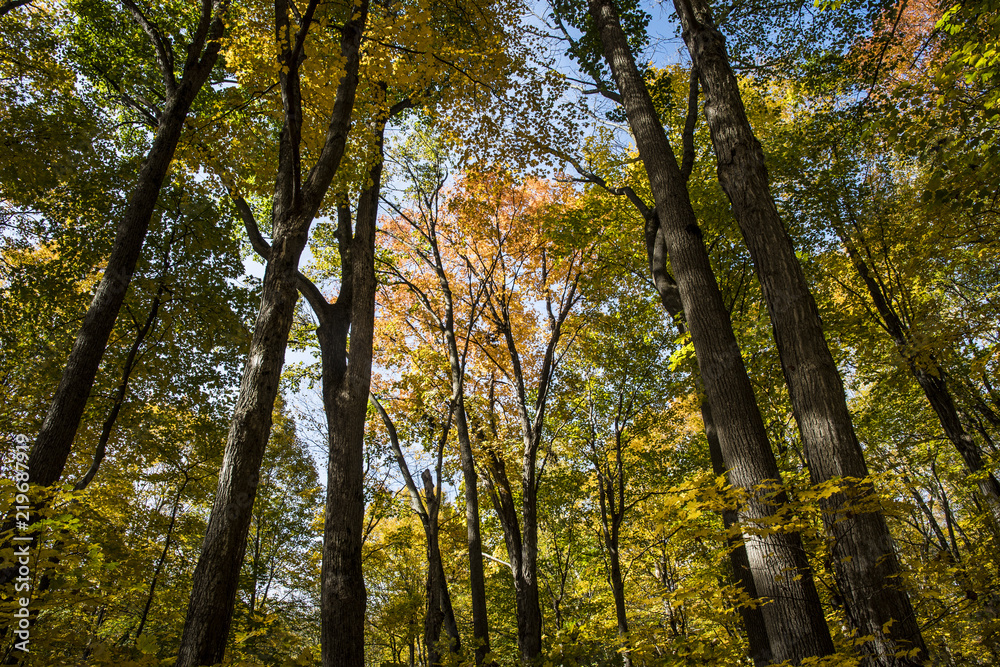 Fototapeta premium Walking in the forest during vibrant autumn colors