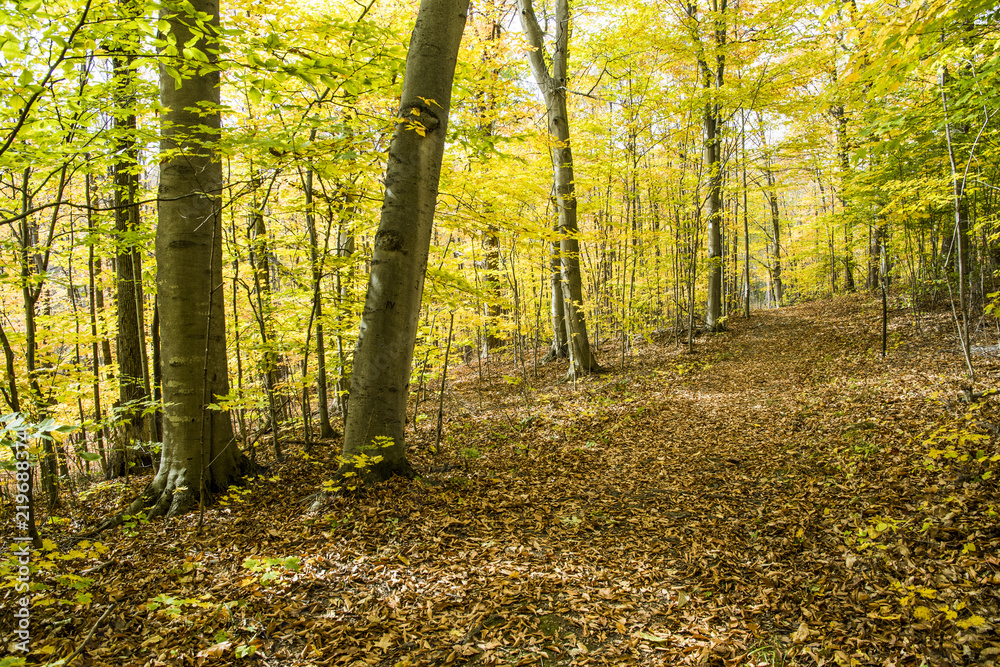 Obraz premium Walking in the forest during vibrant autumn colors