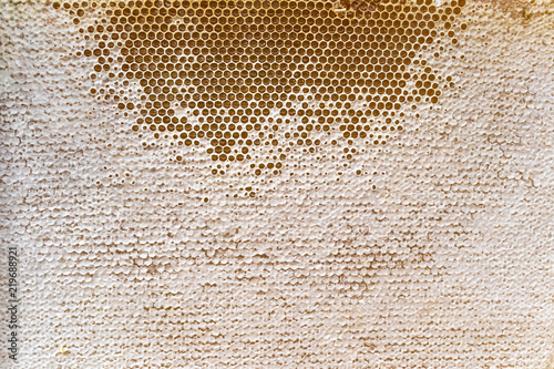 Bee honeycombs full of honey. Background