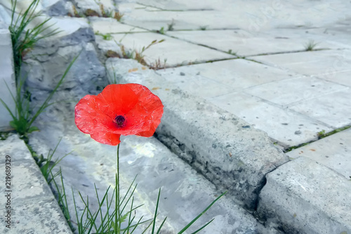Scarlet poppy flower sprouted through concrete slabs at the gutter