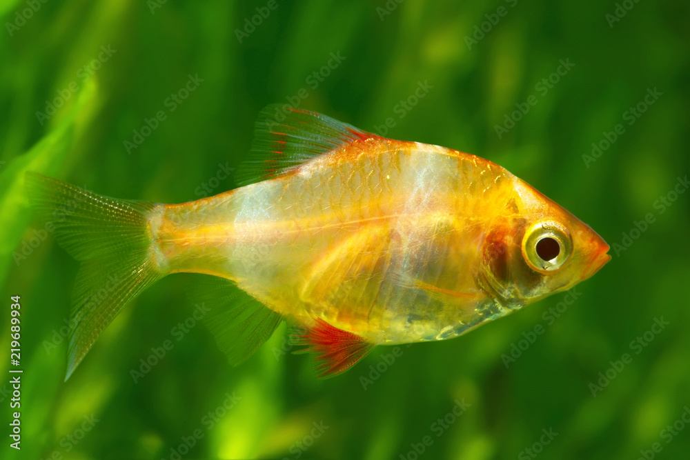Tiger barb or Sumatra barb glofish (Puntius tetrazona) Tiger barb or Sumatra barb glofish (Puntius tetrazona)