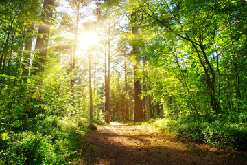 Foto auf Leinwand Wald Kiefern- und Tannenwaldblick im Sommer. Weg im Park  © candy1812