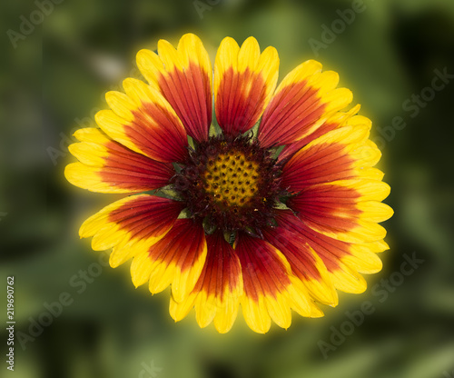 Large-flowered blanket flowers  Gaillardia x grandiflora   Botanical Garden  Frankfurt  Germany  Europe