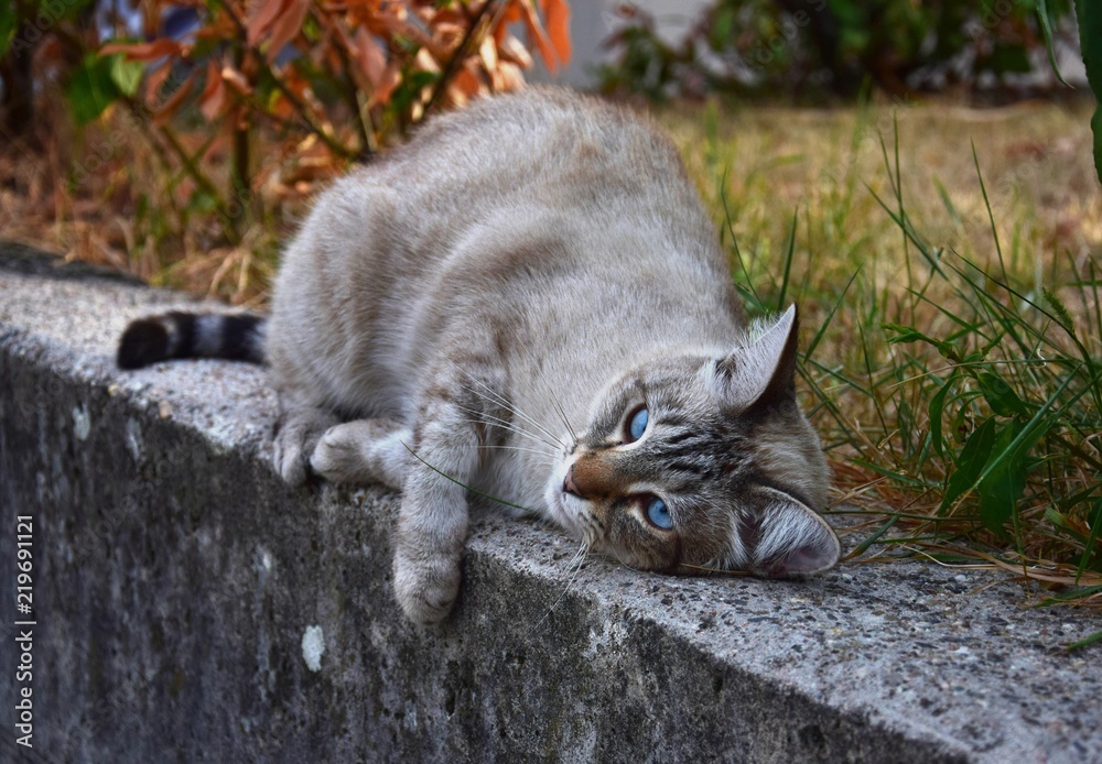 Obraz premium A cat with blue eyes, lying on a wall in the evening sun. Tabby cat.