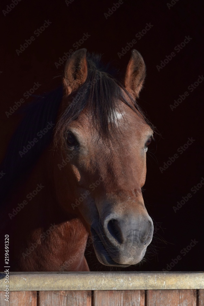 Portrait of a pony in the evening sun. Portrait of a pony in the evening sun.
