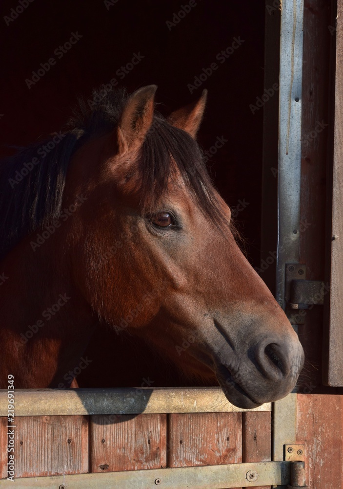 Obraz premium Portrait of a pony in the evening sun.
