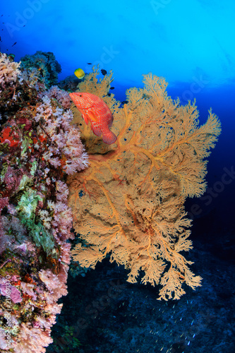 Delicate  large sea fans on a tropical coral reef