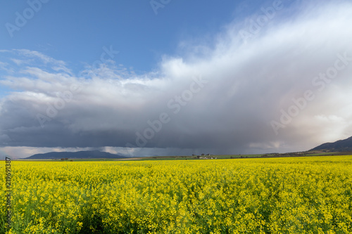 Canola Field Western Cape 