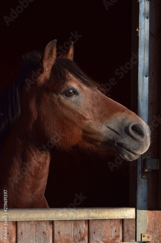 Portrait of a pony in the evening sun. © Susanne Fritzsche
