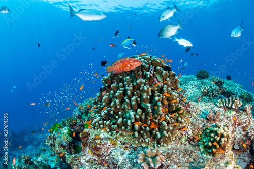 Brightly colored tropical fish swimming around a healthy coral reef