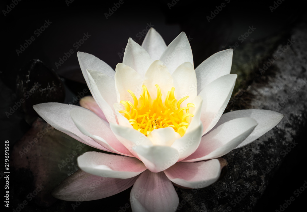 zartrosa, weiße Seerose vor dunklem Hintergrund zartrosa, weiße Seerose vor dunklem Hintergrund