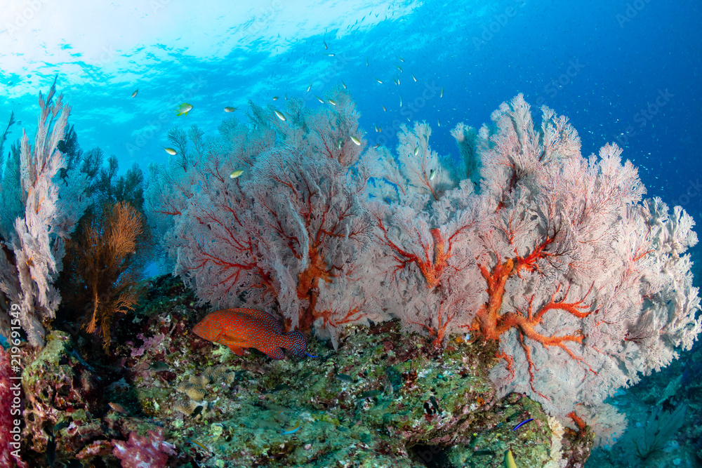 A beautiful, brightly colored tropical coral reef in Asia