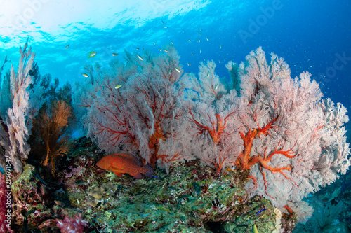 A beautiful, brightly colored tropical coral reef in Asia