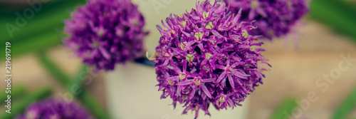 Decorative flowering edible onion in the garden. Allium schoenoprasum.