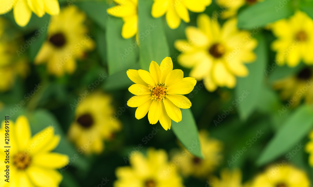 Obraz premium Beautiful natural yellow Mexican sunflowers in garden top view