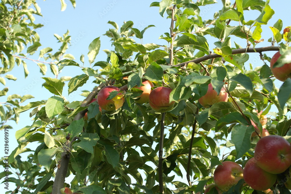 ripe apples on a tree. autumn harvest