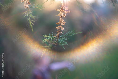 The branches of the unusual shrub Tamarix tetrandra. Shallow depth of field. Lens flare. photo