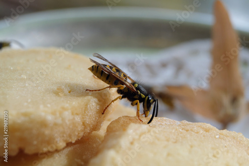 Wespe auf Gebäck - Wespenplage im heißen Sommer 2018 - Stockfoto photo