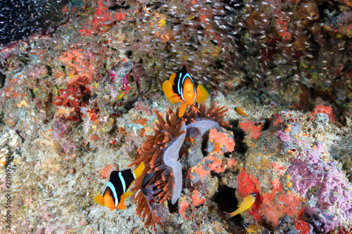 Banded clownfish in an unusual red anemone on a tropical coral reef