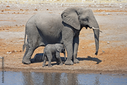Elefantenkuh  loxodonta africana  mit Elefantenbaby am Wasserloch Chudob im Etosha Nationalpark  Namibia 