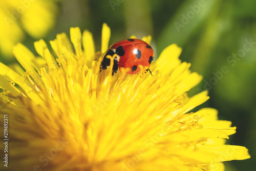 insect ladybug on yellow spring flower