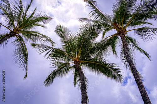 Palm Trees against a purple blue sky 