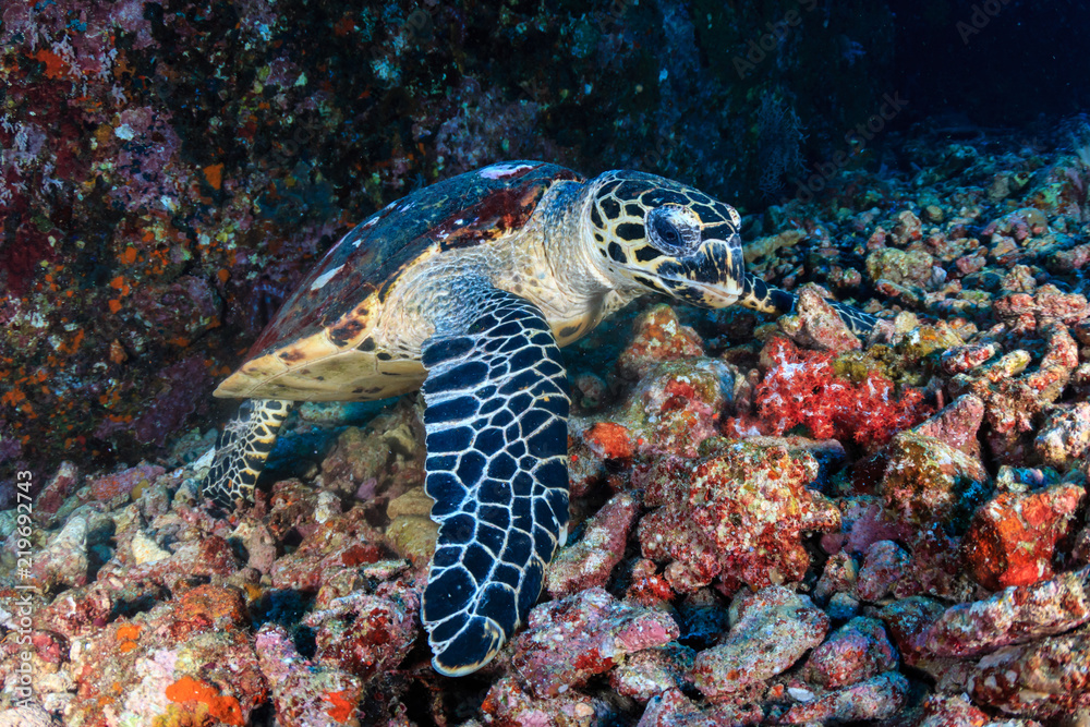 A friendly Hawksbill Sea Turtle feeding on soft corals on a tropical coral reef at sunrise A friendly Hawksbill Sea Turtle feeding on soft corals on a tropical coral reef at sunrise