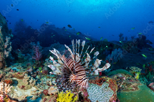 Colorful predatory Lionfish hunting on a dark tropical coral reef in the early morning