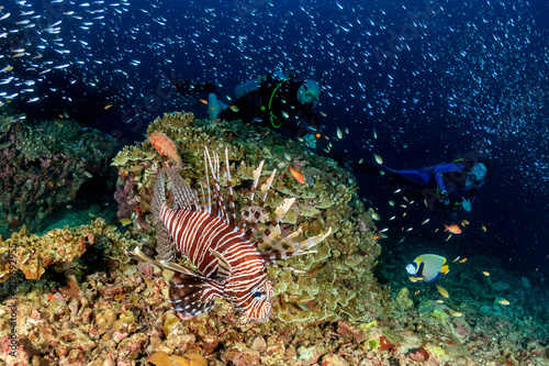 Colorful predatory Lionfish hunting on a dark tropical coral reef in the early morning