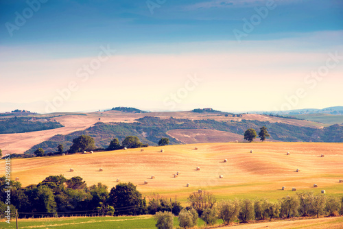 Beautiful harmonious landscape with twisted haystacks in the field in Tuscany  Italy in sunlight.  Crop  welfare - concept 