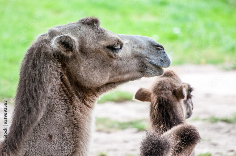 Camel with its offspring, baby camel, lying on the grass, at the zoological park