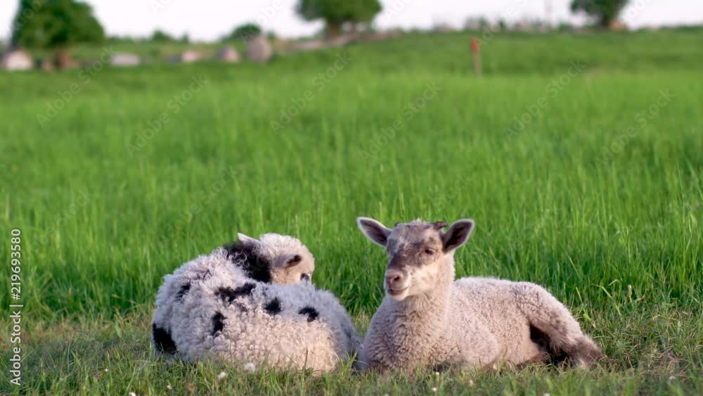 Two baby lamb relaxing in the sun on grass field amager copenhagen denmark summer 2018 Two baby lamb relaxing in the sun on grass field amager copenhagen denmark summer 2018
