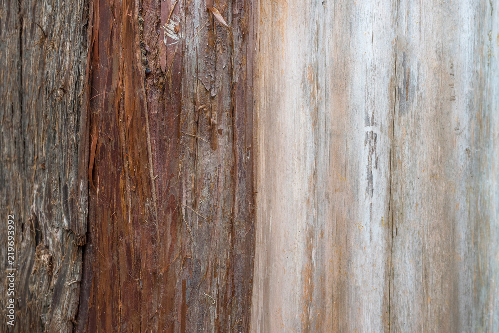 Tree bark. A close-up. A tree trunk.