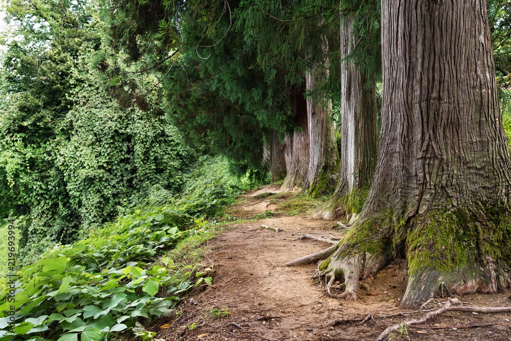 A rainforest. Beautiful trees, a thick forest. A rainforest. Beautiful trees, a thick forest.