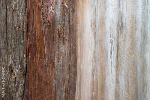 Tree bark. A close-up. A tree trunk.