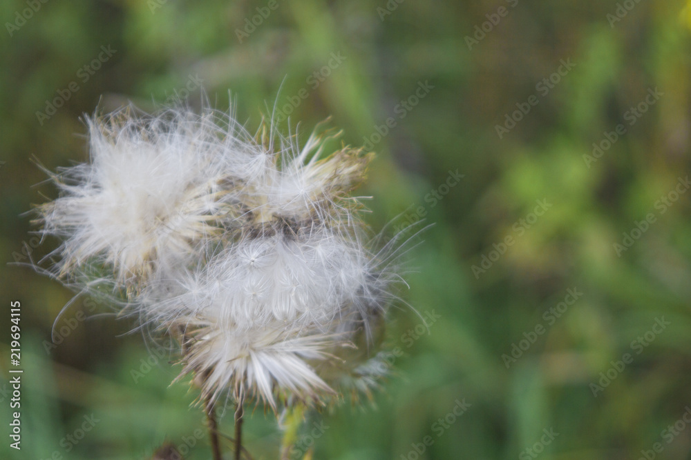 Fototapeta premium thistle flower, fluff