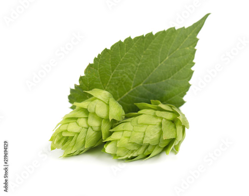 Fresh green hop branch, isolated on white background