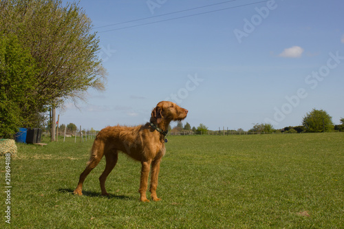 Hungarian Vizsla standing proudly  photo